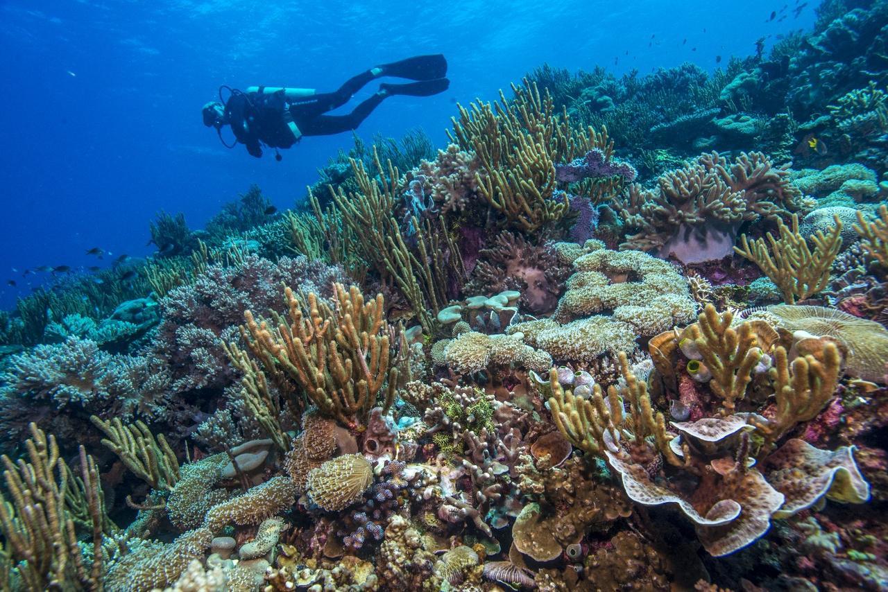 Atauro Dive Resort Beloi Extérieur photo