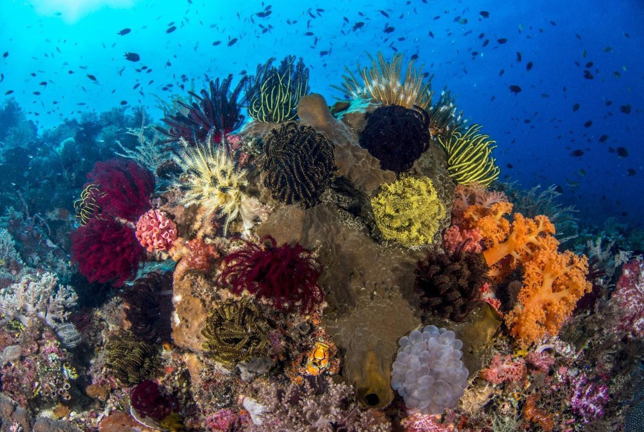 Atauro Dive Resort Beloi Extérieur photo