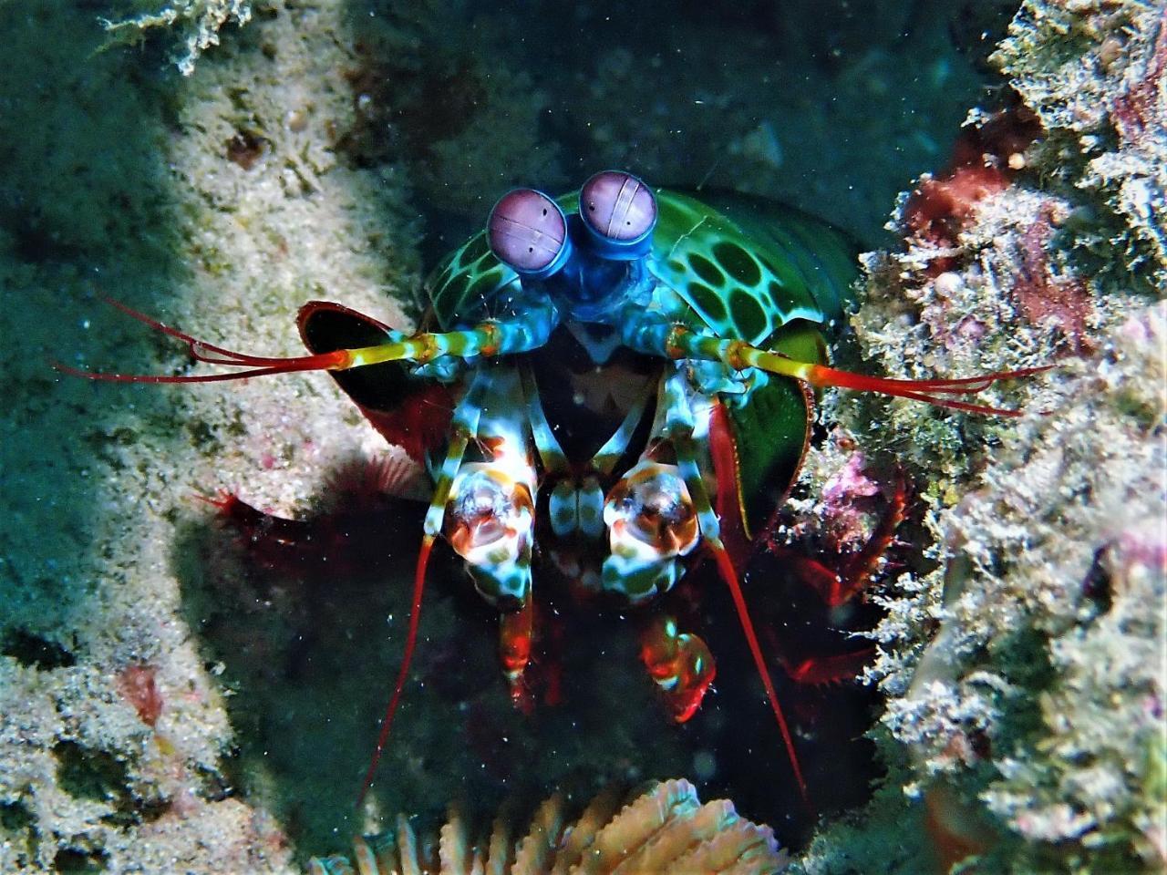 Atauro Dive Resort Beloi Extérieur photo